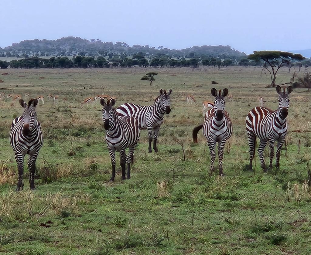 A group of zebras watching from the grassland